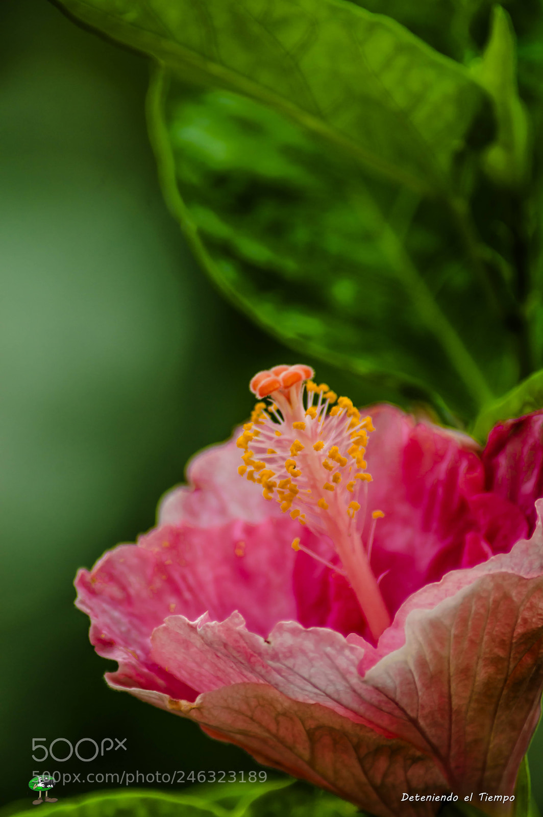 Nikon D3200 sample photo. Flores photography