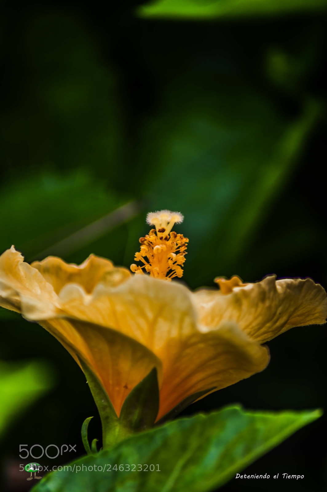Nikon D3200 sample photo. Flores photography