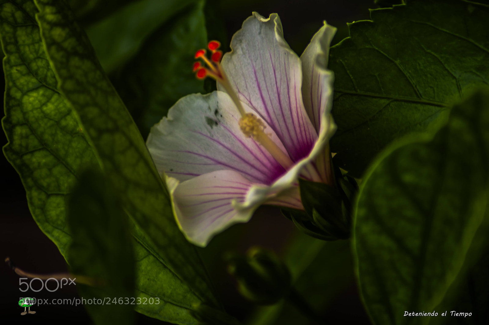 Nikon D3200 sample photo. Flores photography