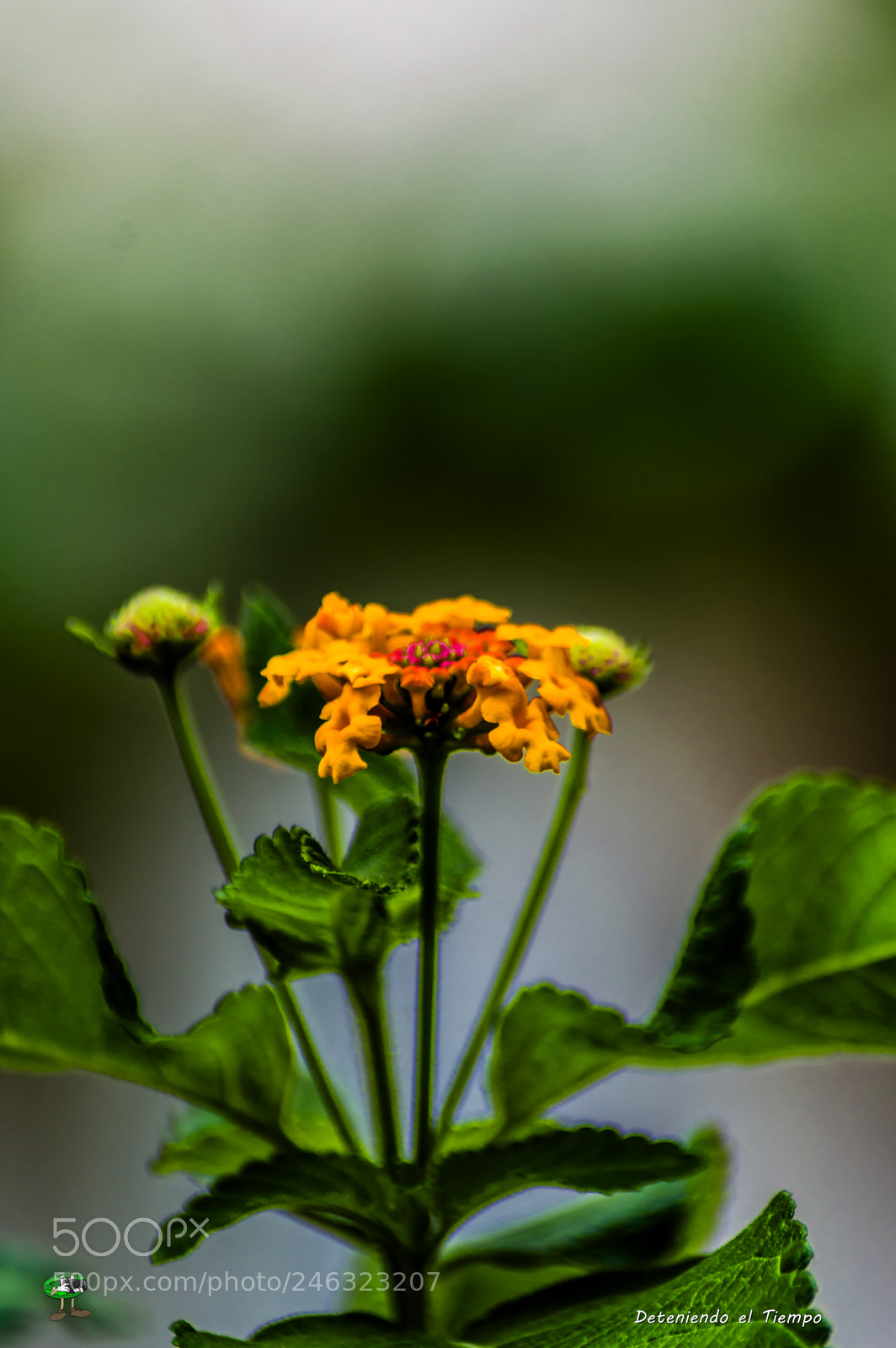 Nikon D3200 sample photo. Flores photography