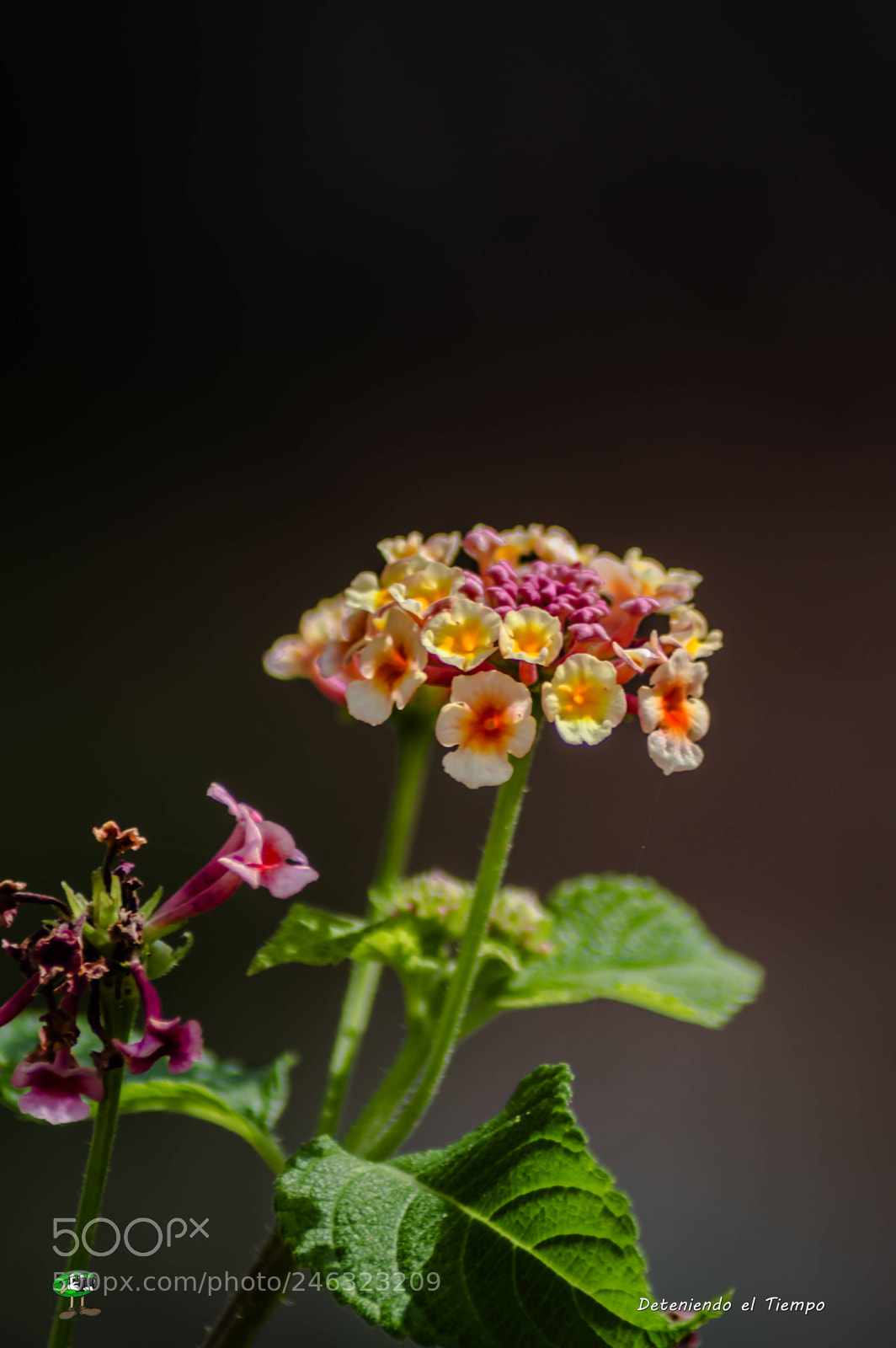 Nikon D3200 sample photo. Flores photography