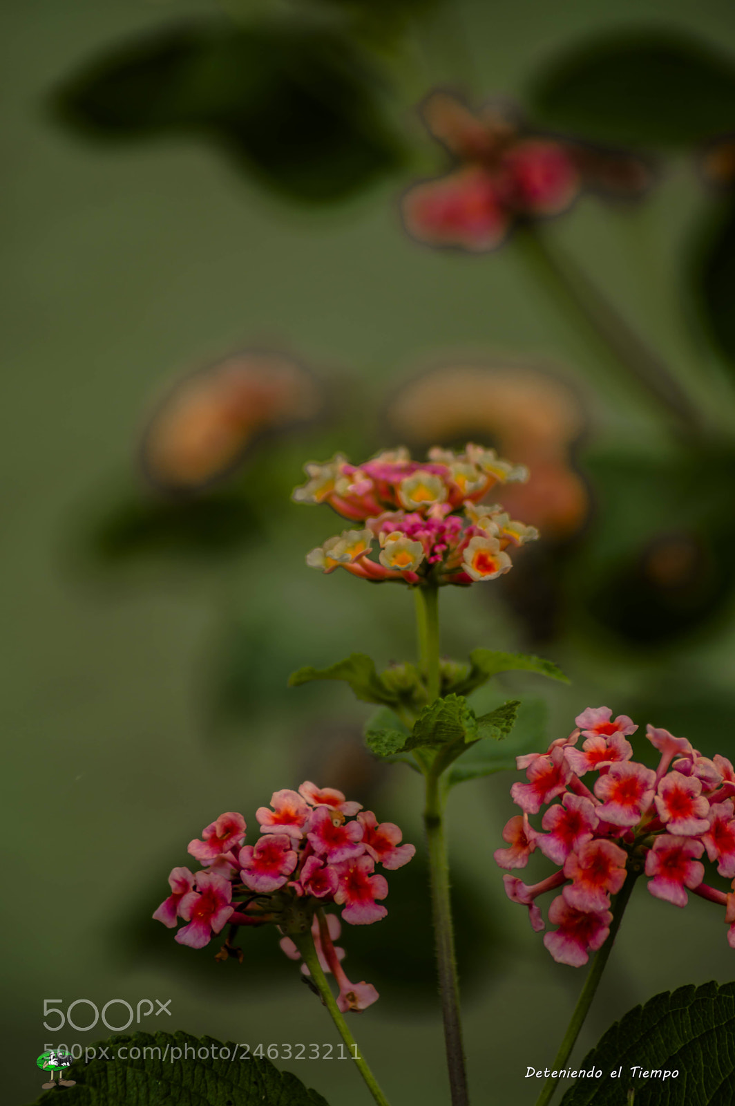 Nikon D3200 sample photo. Flores photography