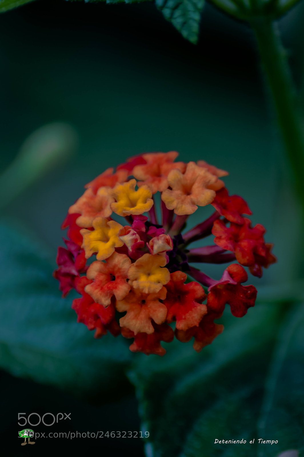 Nikon D3200 sample photo. Flores photography