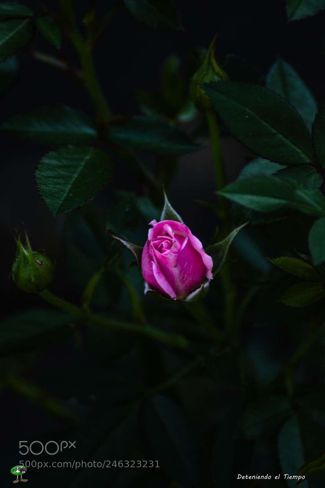Nikon D3200 sample photo. Flores photography