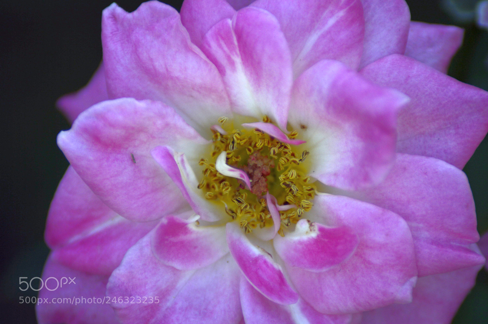 Nikon D3200 sample photo. Flores photography