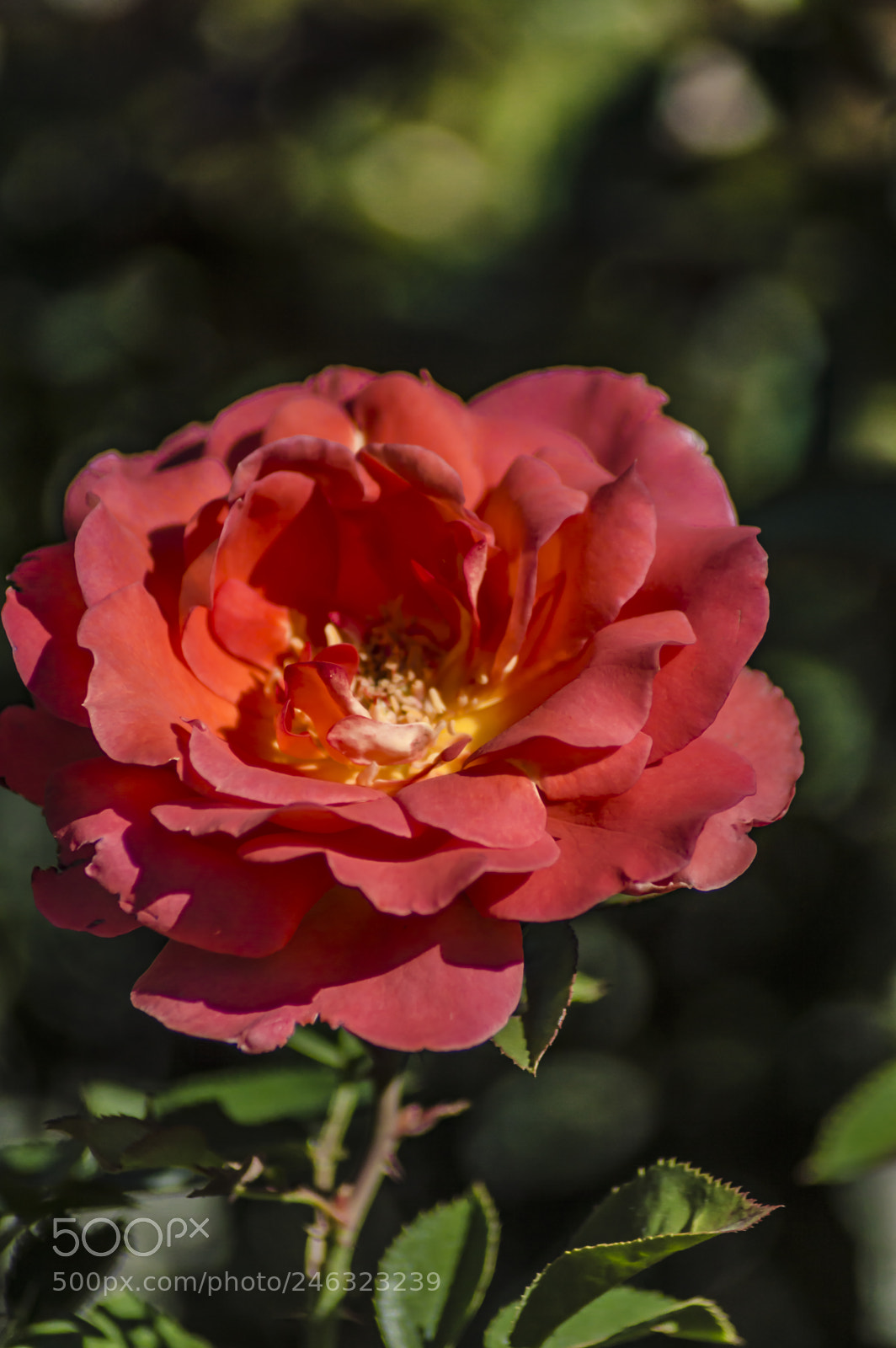 Nikon D3200 sample photo. Flores photography