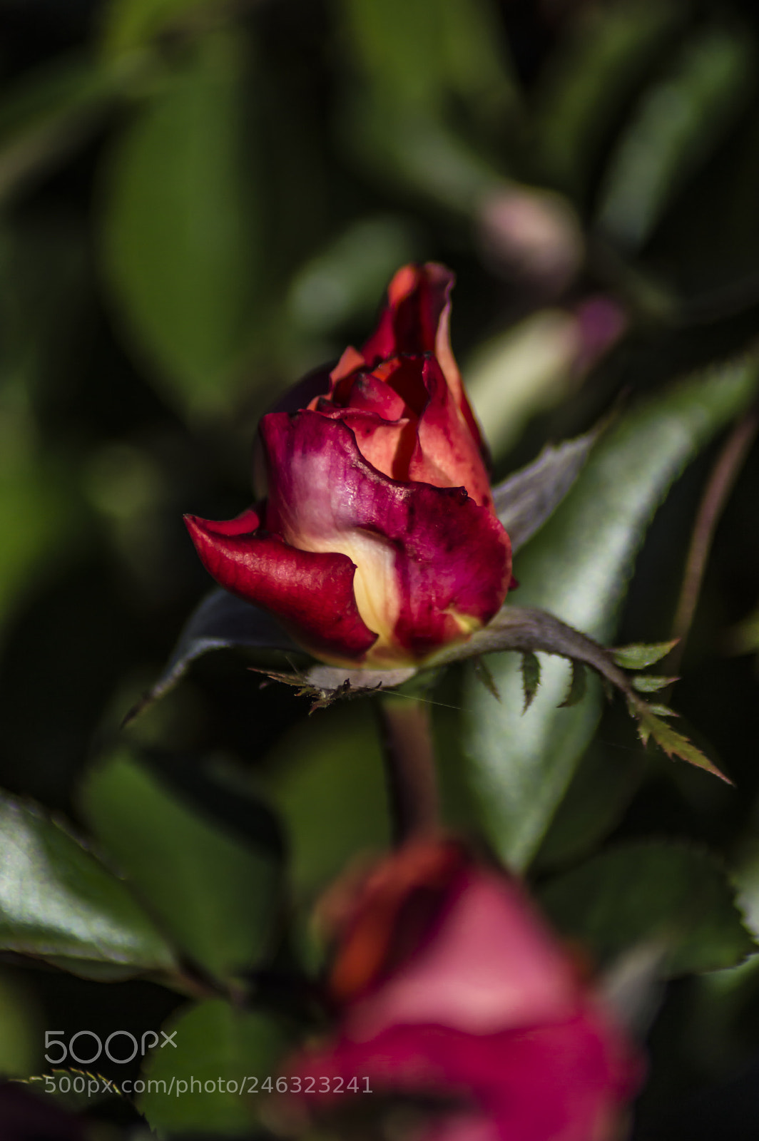 Nikon D3200 sample photo. Flores photography