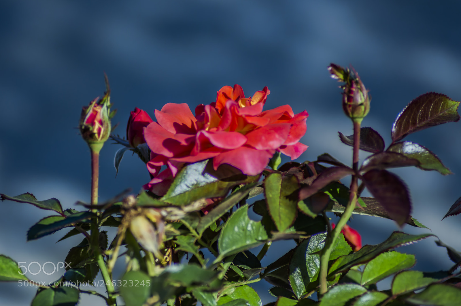 Nikon D3200 sample photo. Flores photography
