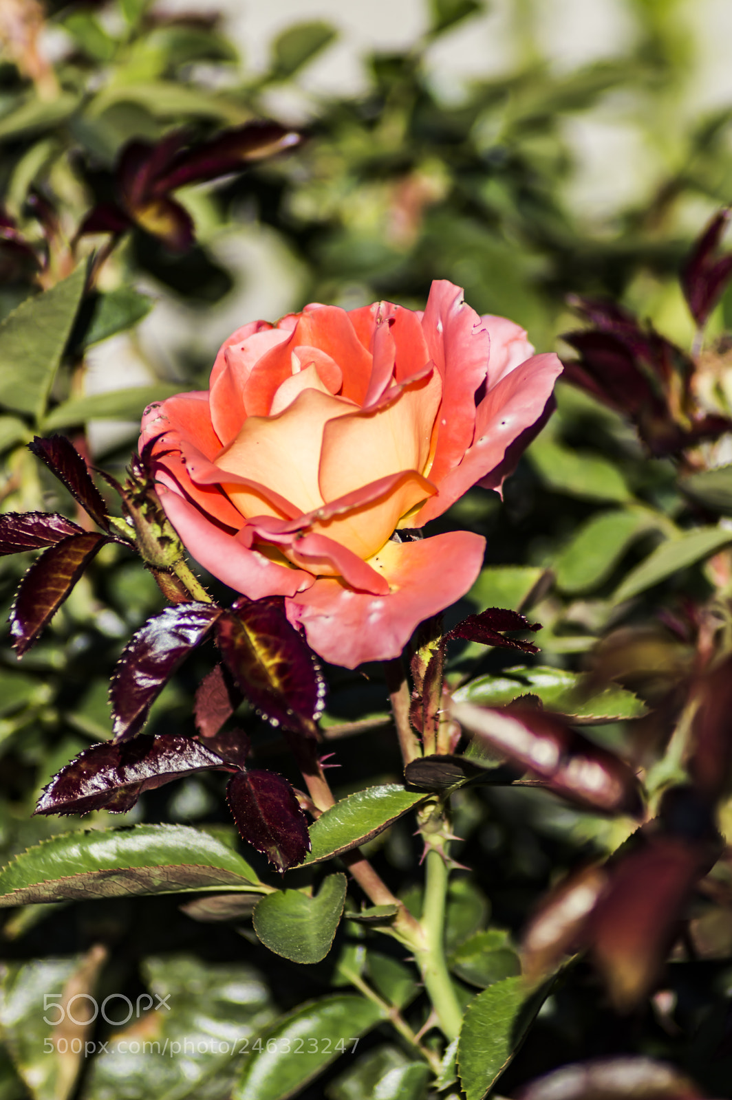 Nikon D3200 sample photo. Flores photography