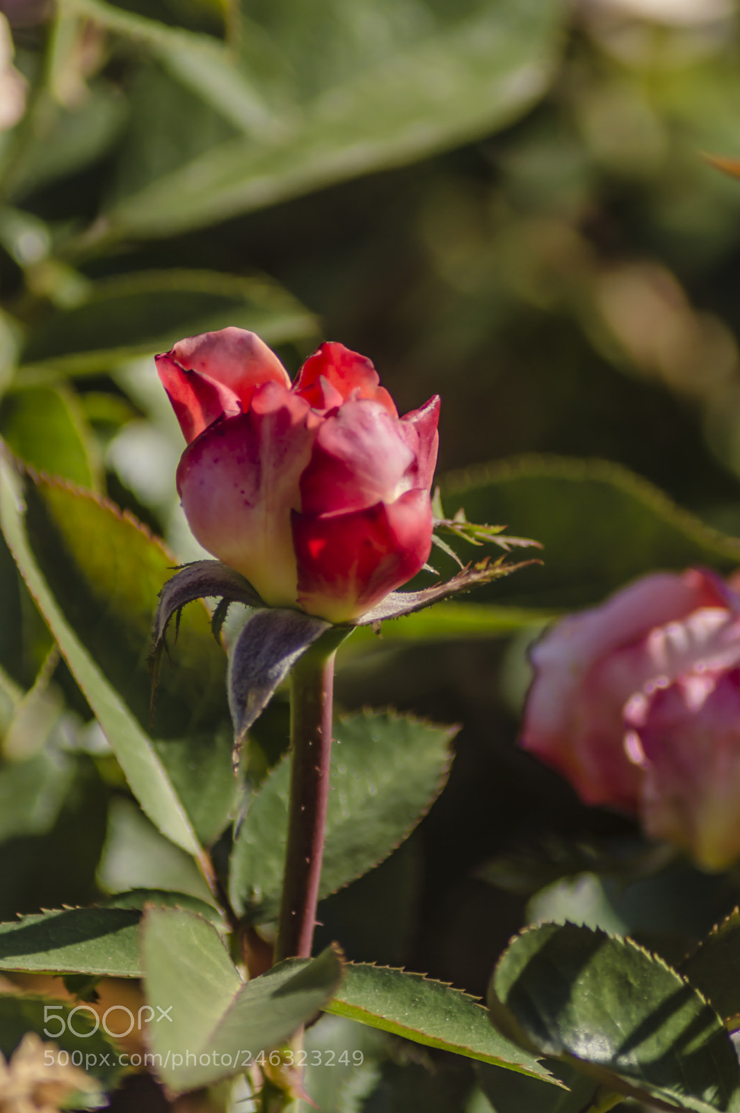 Nikon D3200 sample photo. Flores photography