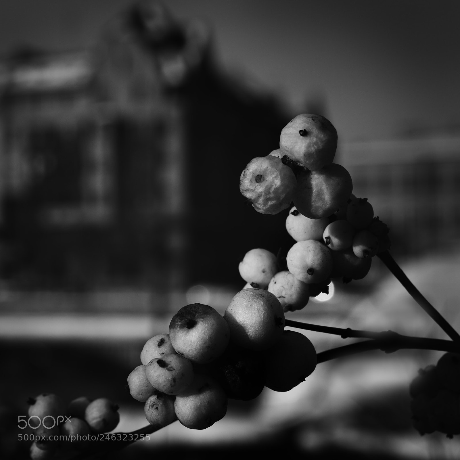Pentax K-5 II sample photo. Symphoricarpos albus photography