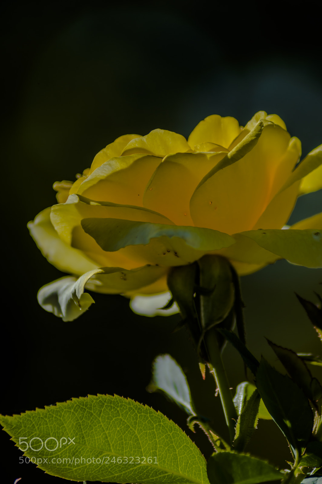 Nikon D3200 sample photo. Flores photography