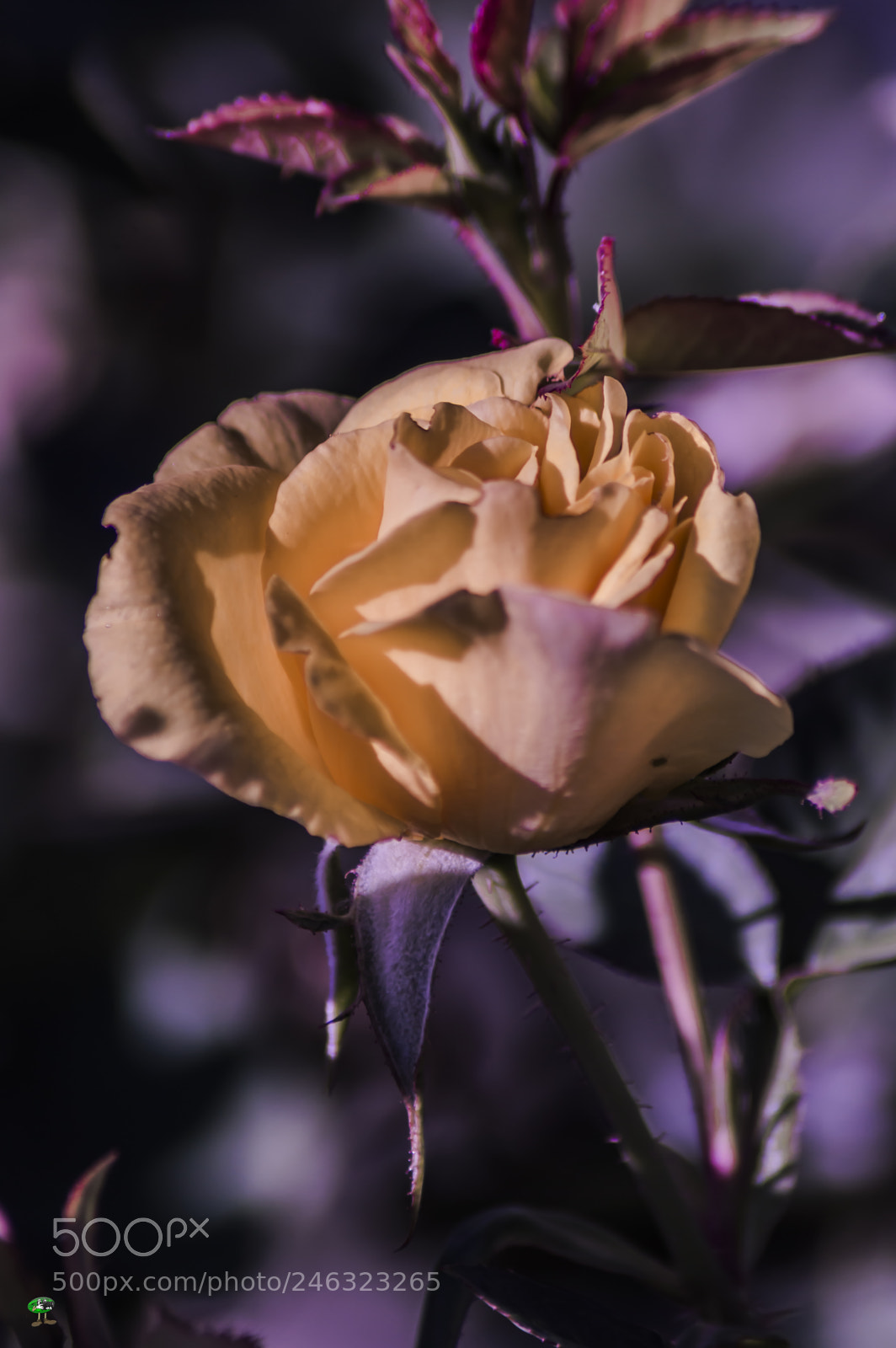 Nikon D3200 sample photo. Flores photography