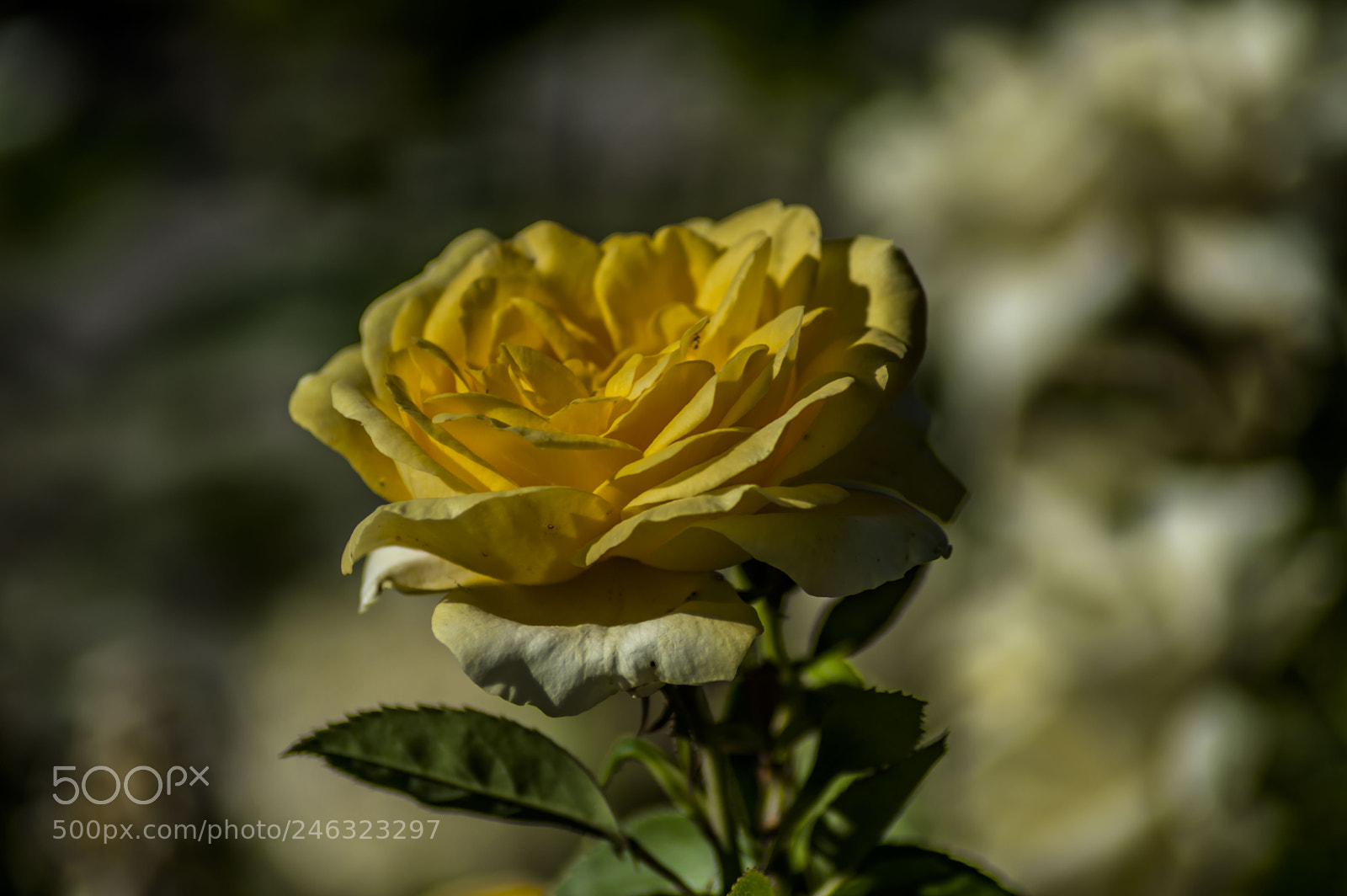 Nikon D3200 sample photo. Flores photography
