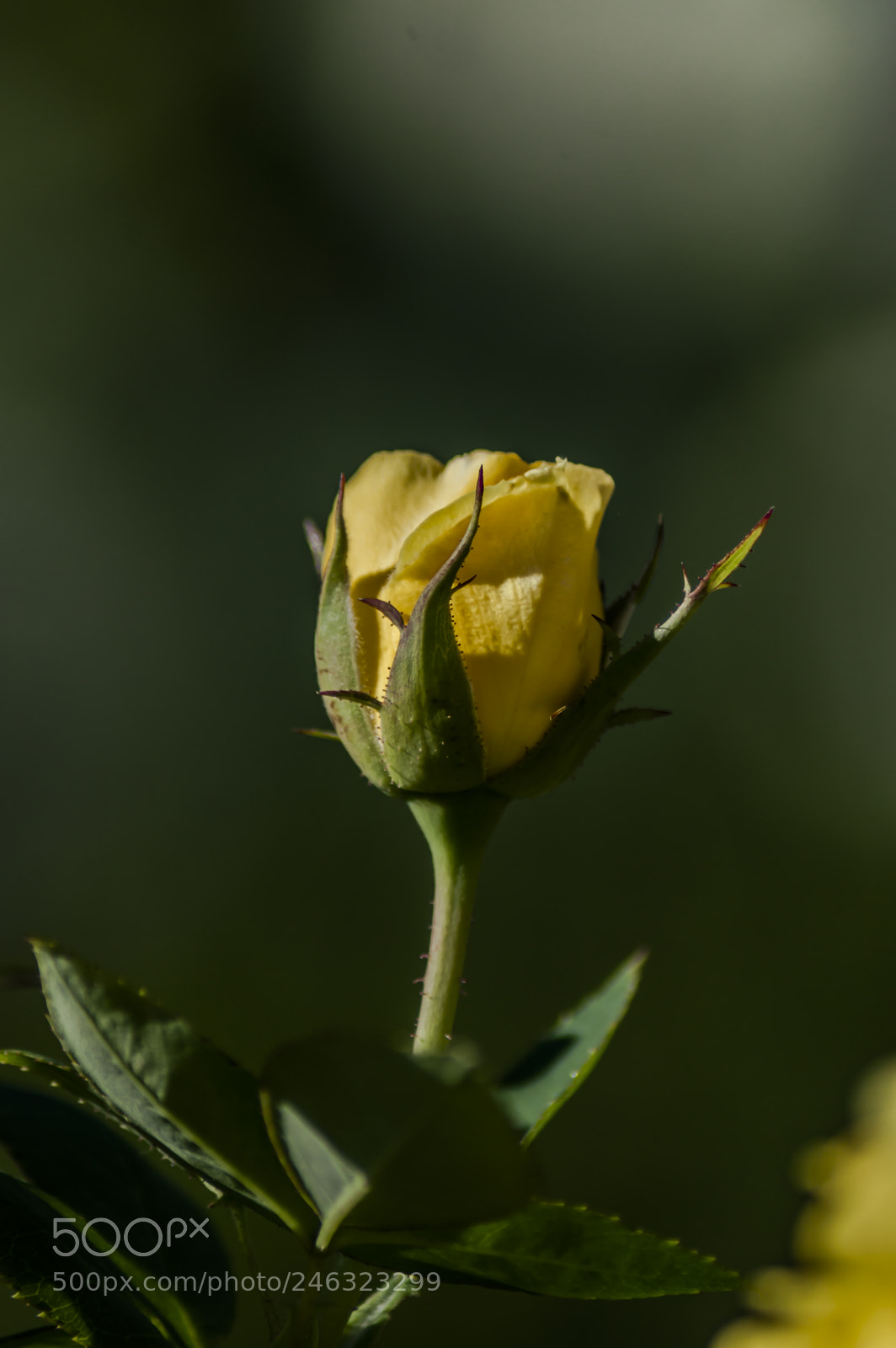 Nikon D3200 sample photo. Flores photography