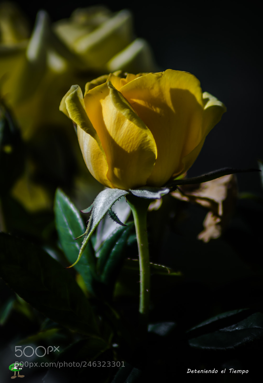 Nikon D3200 sample photo. Flores photography