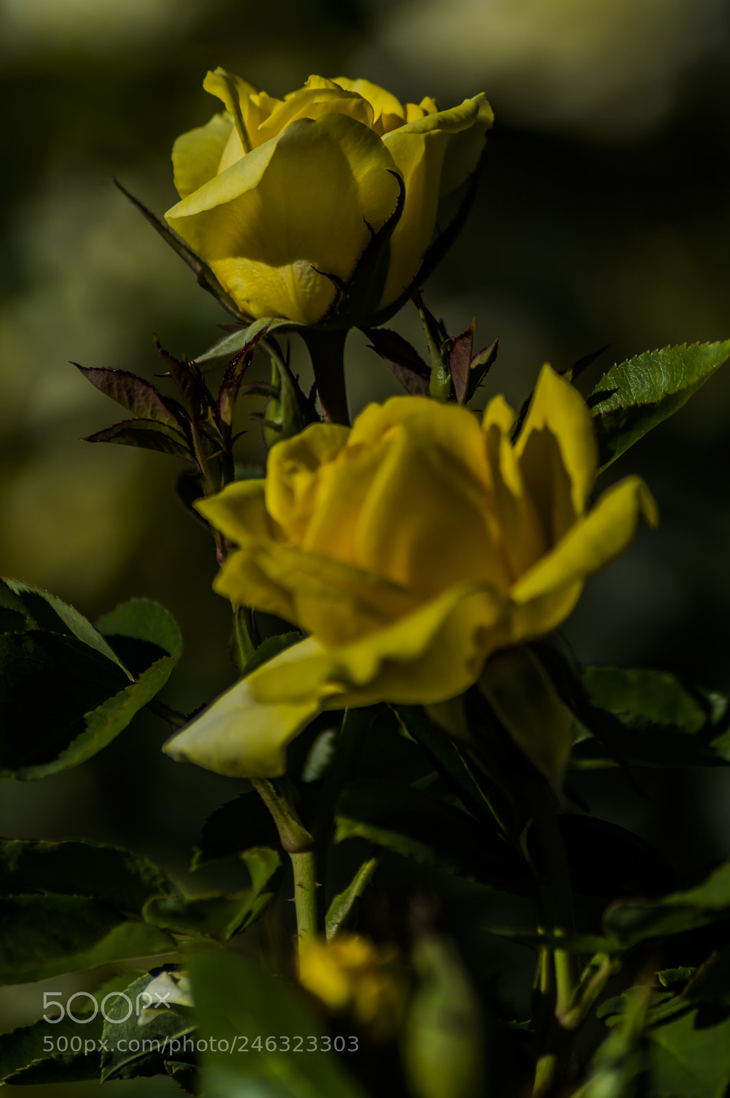 Nikon D3200 sample photo. Flores photography