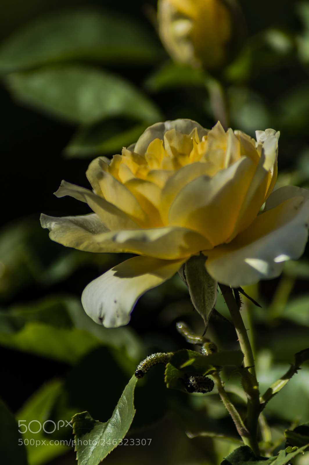 Nikon D3200 sample photo. Flores photography