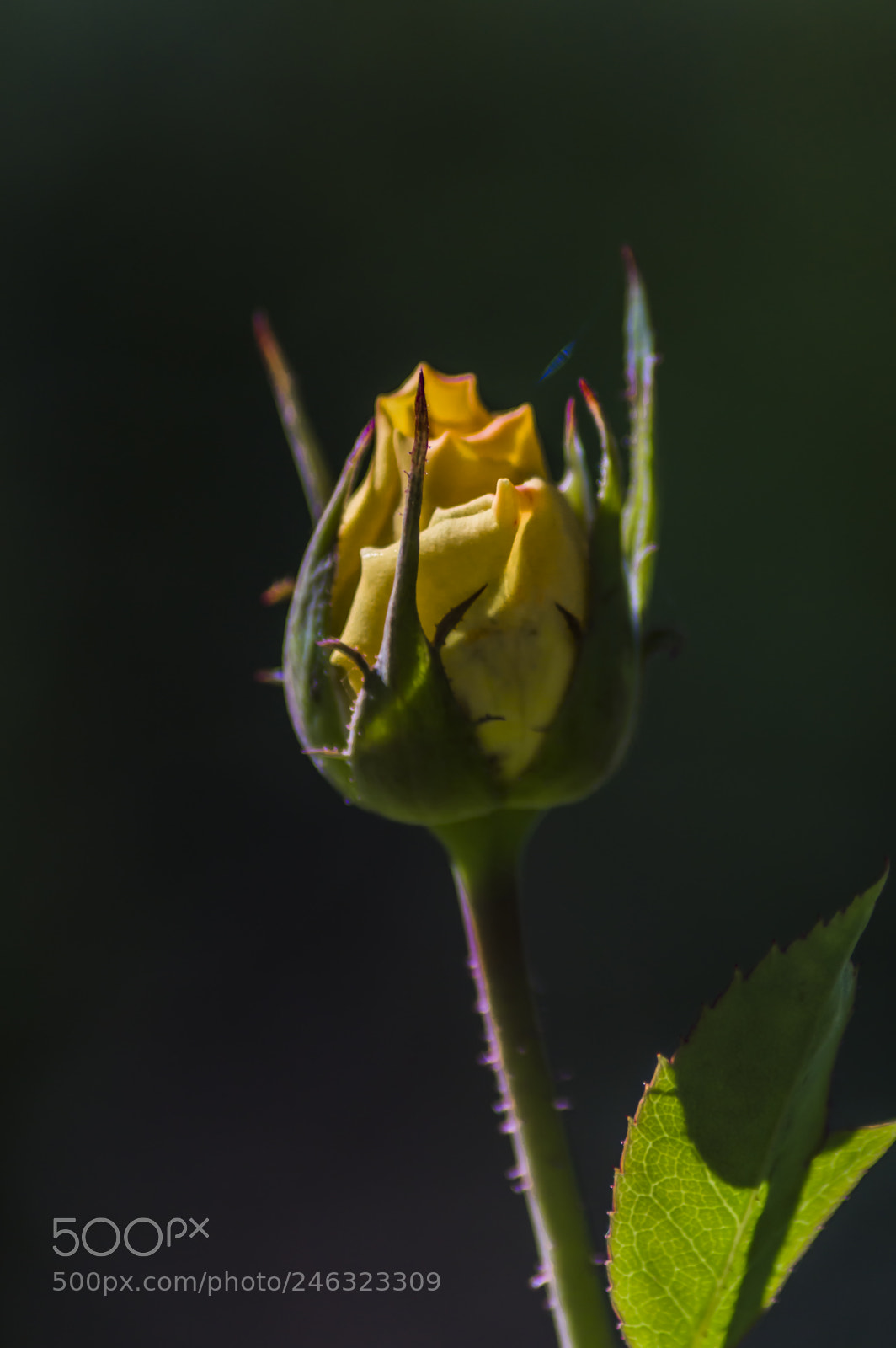 Nikon D3200 sample photo. Flores photography