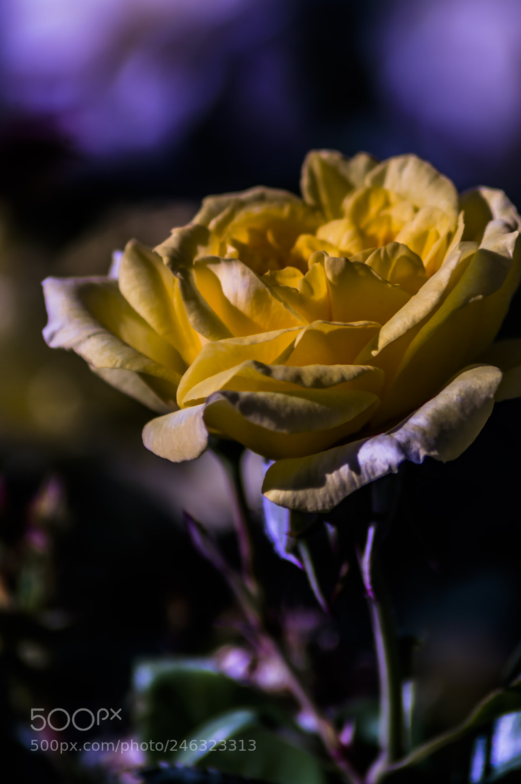 Nikon D3200 sample photo. Flores photography