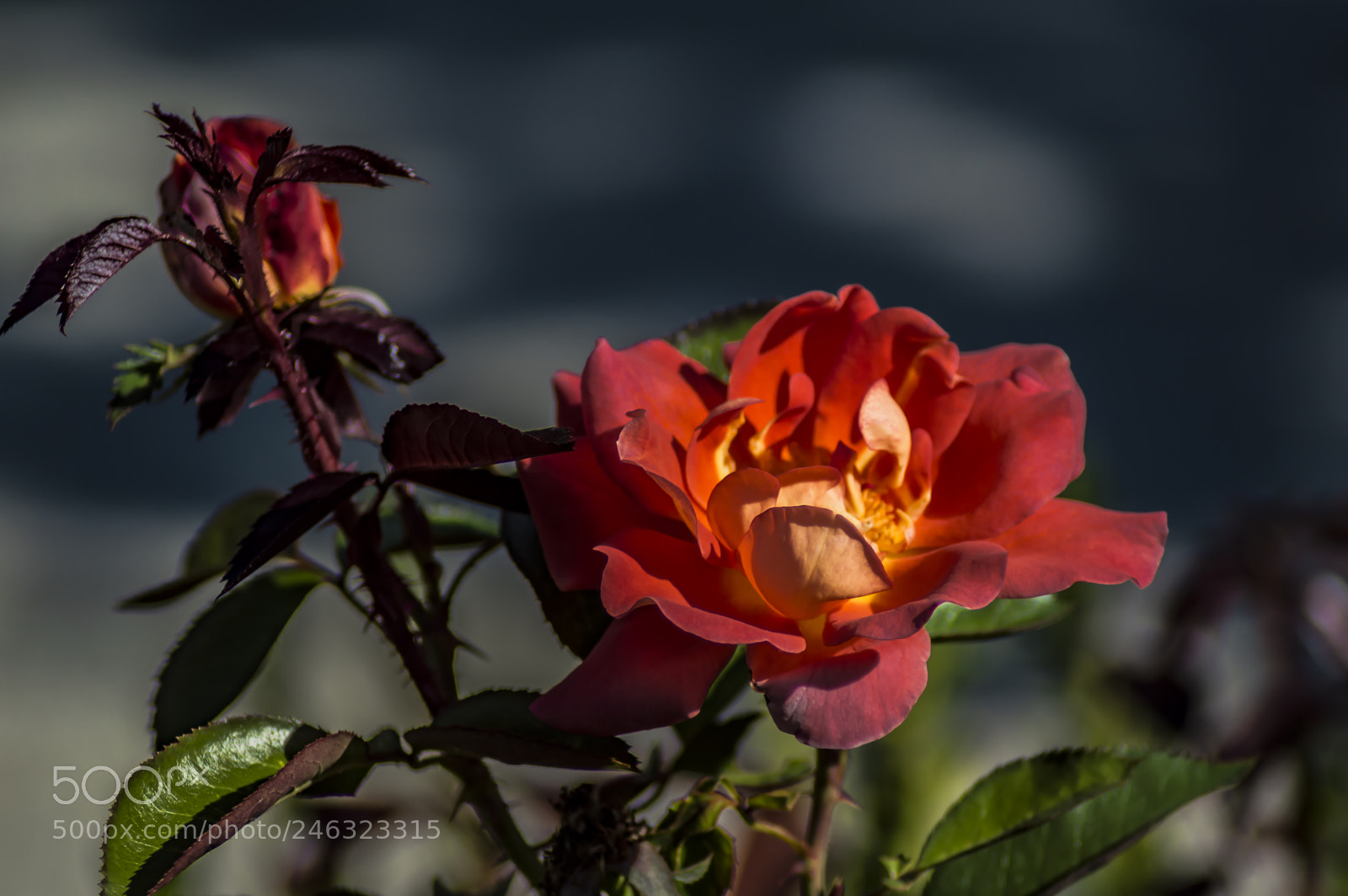 Nikon D3200 sample photo. Flores photography