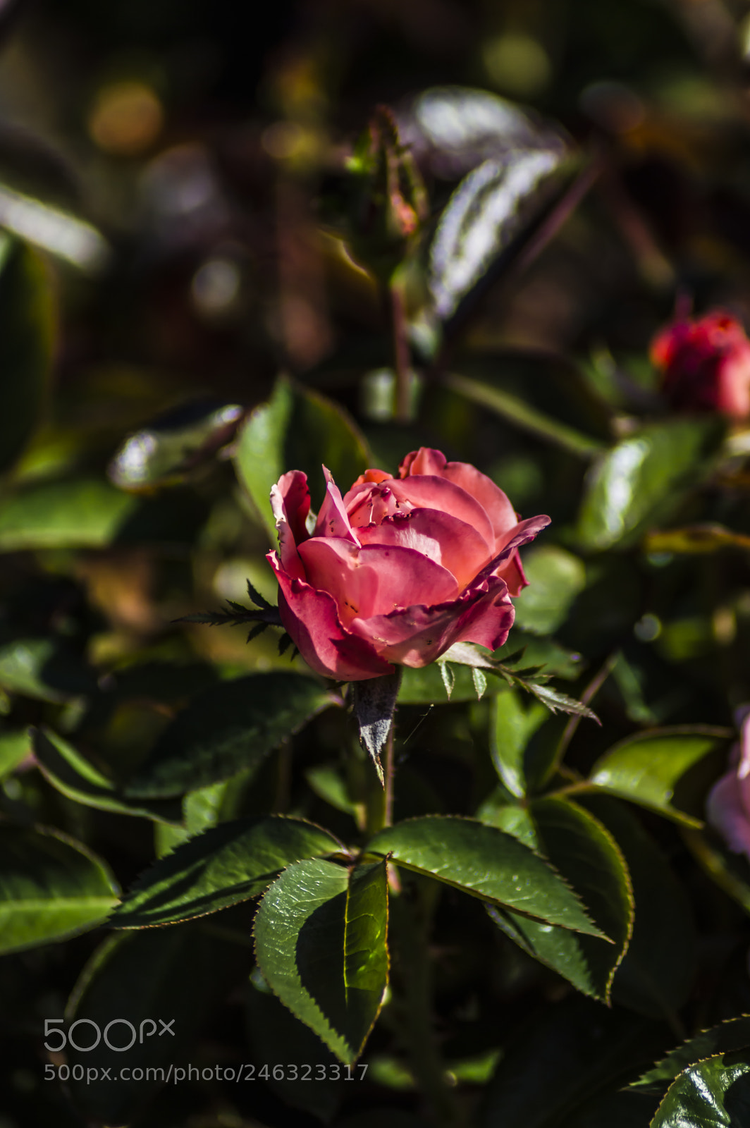 Nikon D3200 sample photo. Flores photography