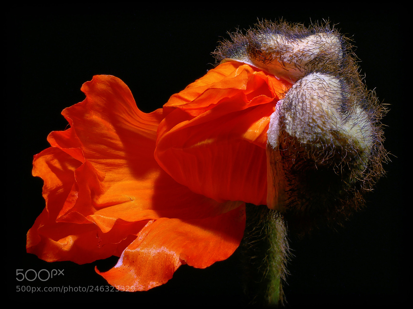 Panasonic DMC-G81 sample photo. Poppy's unfolding ... photography