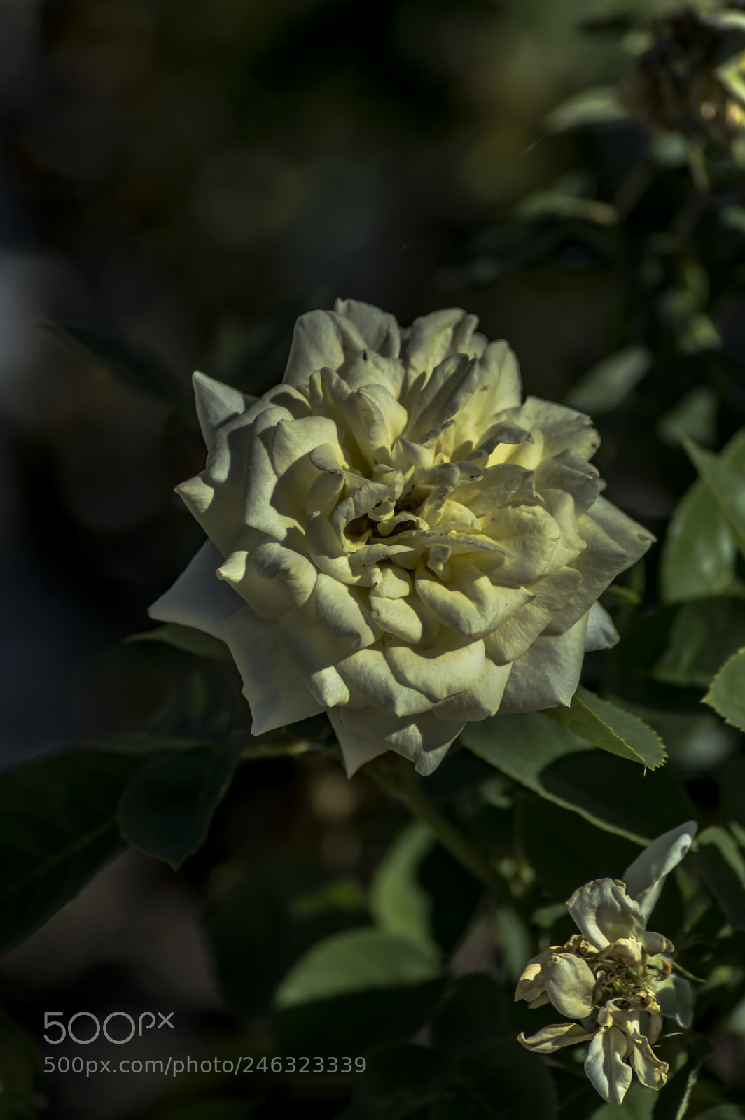 Nikon D3200 sample photo. Flores photography