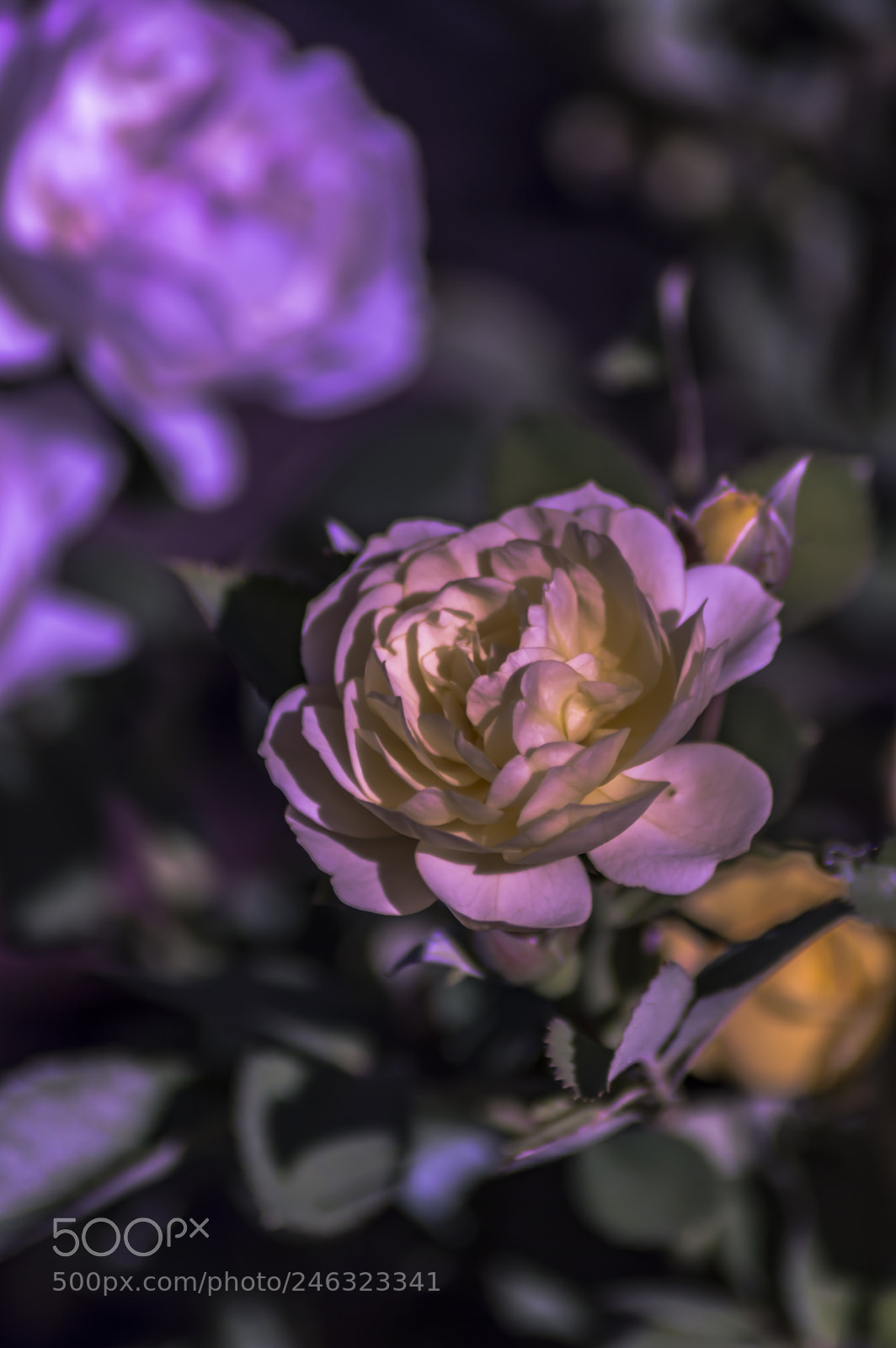 Nikon D3200 sample photo. Flores photography