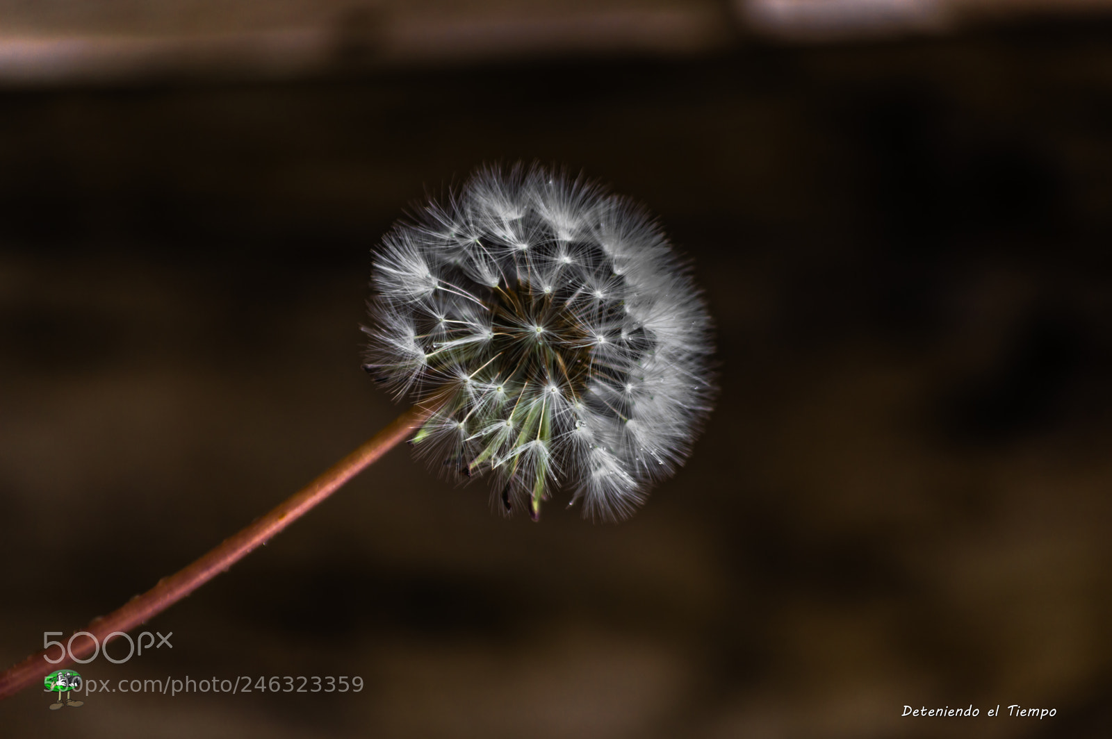 Nikon D3200 sample photo. Flores photography
