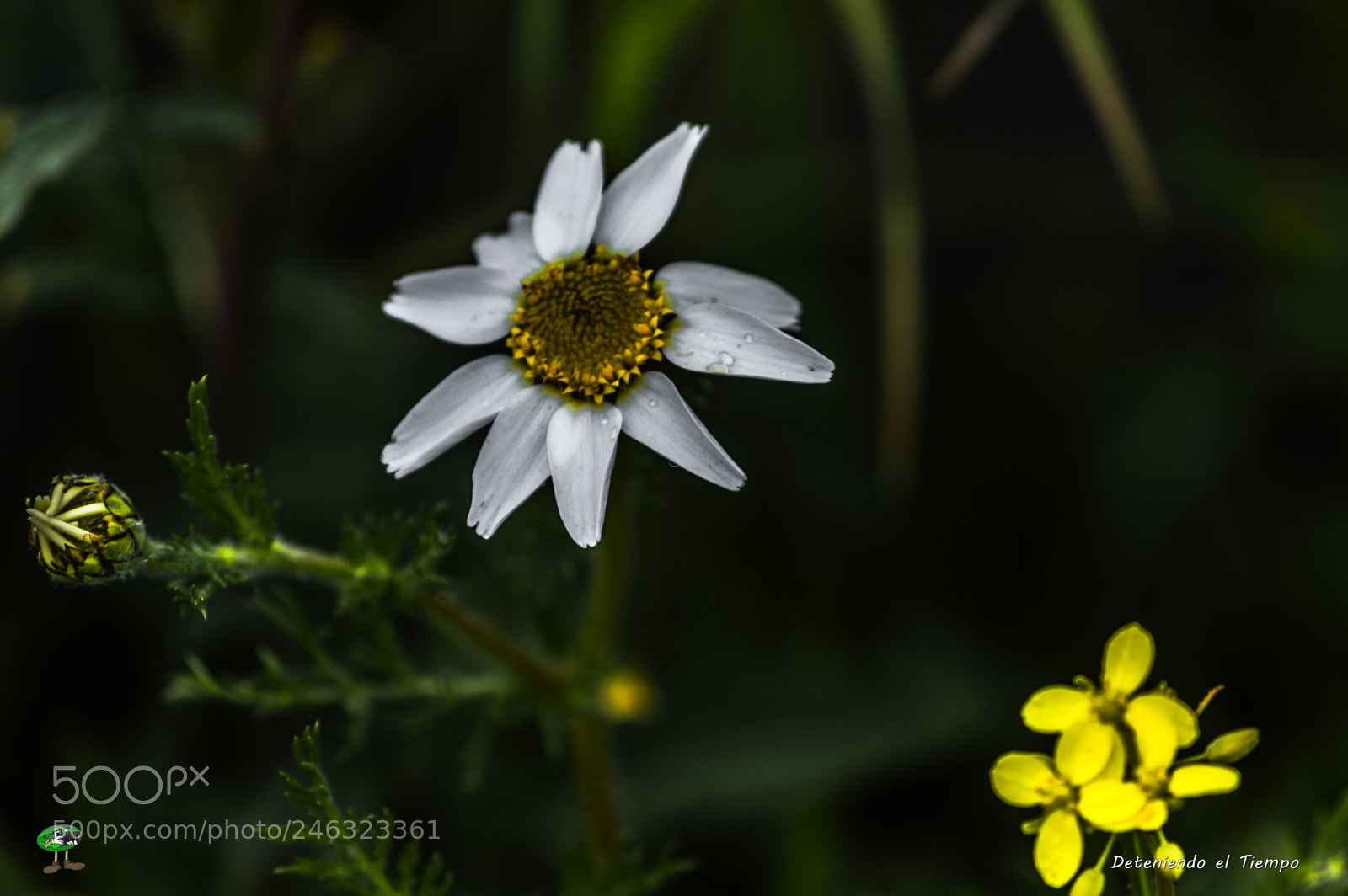 Nikon D3200 sample photo. Flores photography