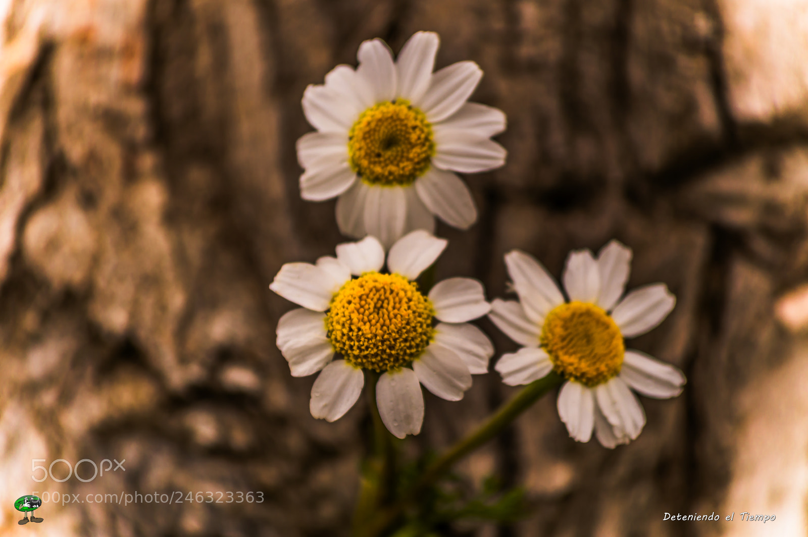 Nikon D3200 sample photo. Flores photography