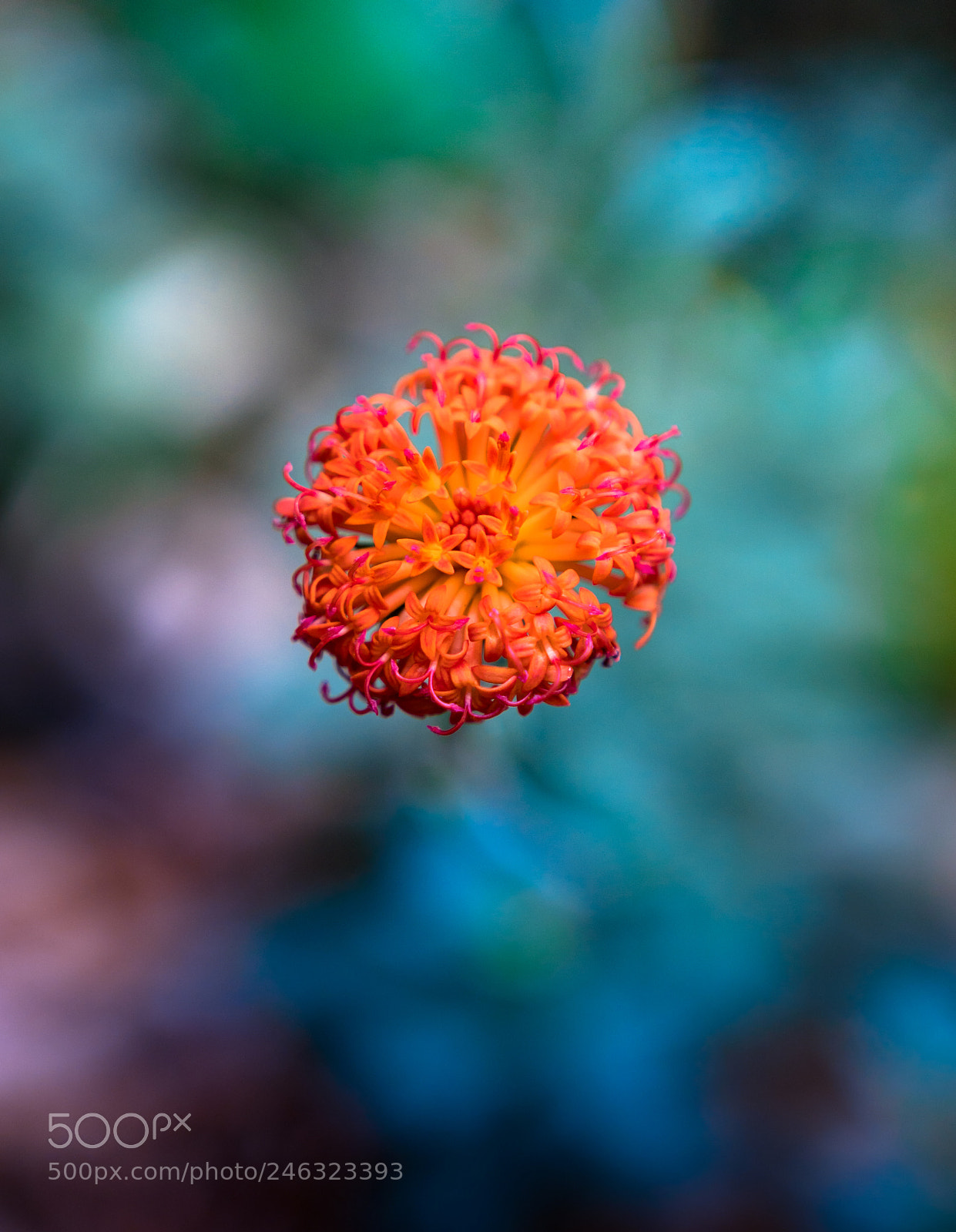 Sony a6300 sample photo. Desert bloom photography
