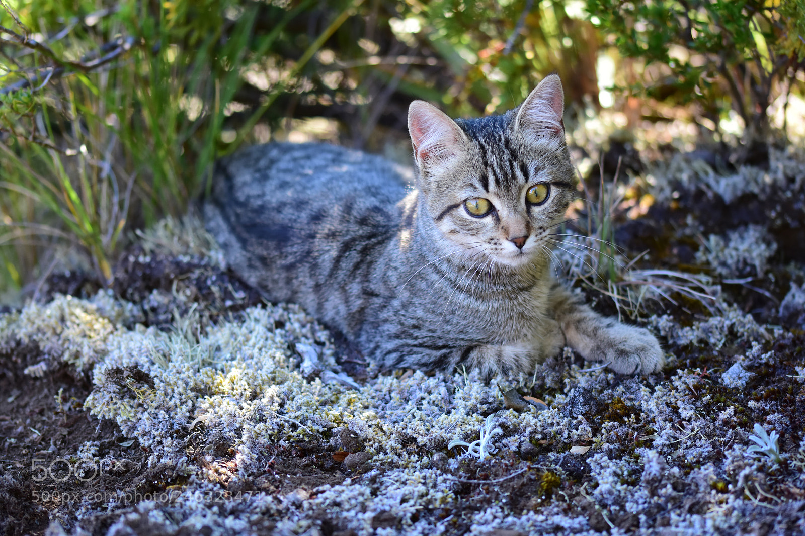 Nikon D7200 sample photo. Cat in wildness photography
