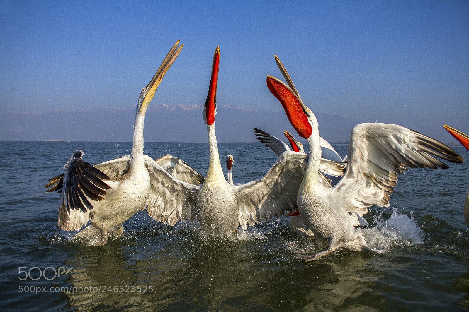 Canon EOS 7D sample photo. Tricolore photography
