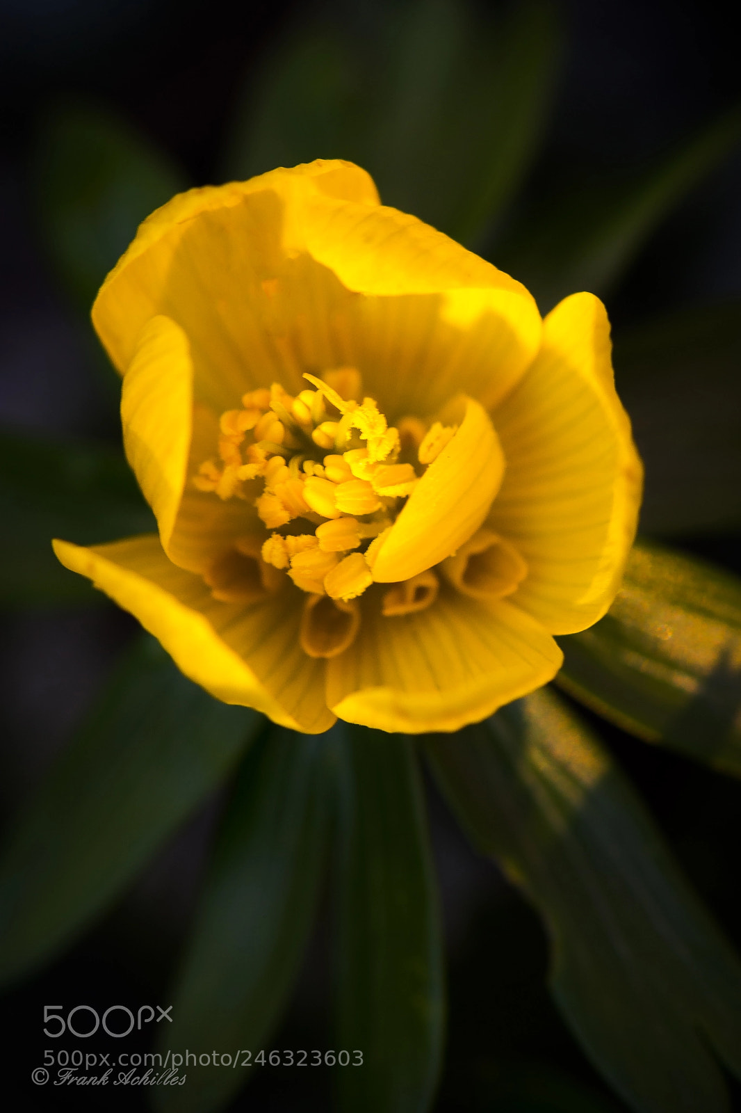Nikon D7200 sample photo. Winter aconite photography