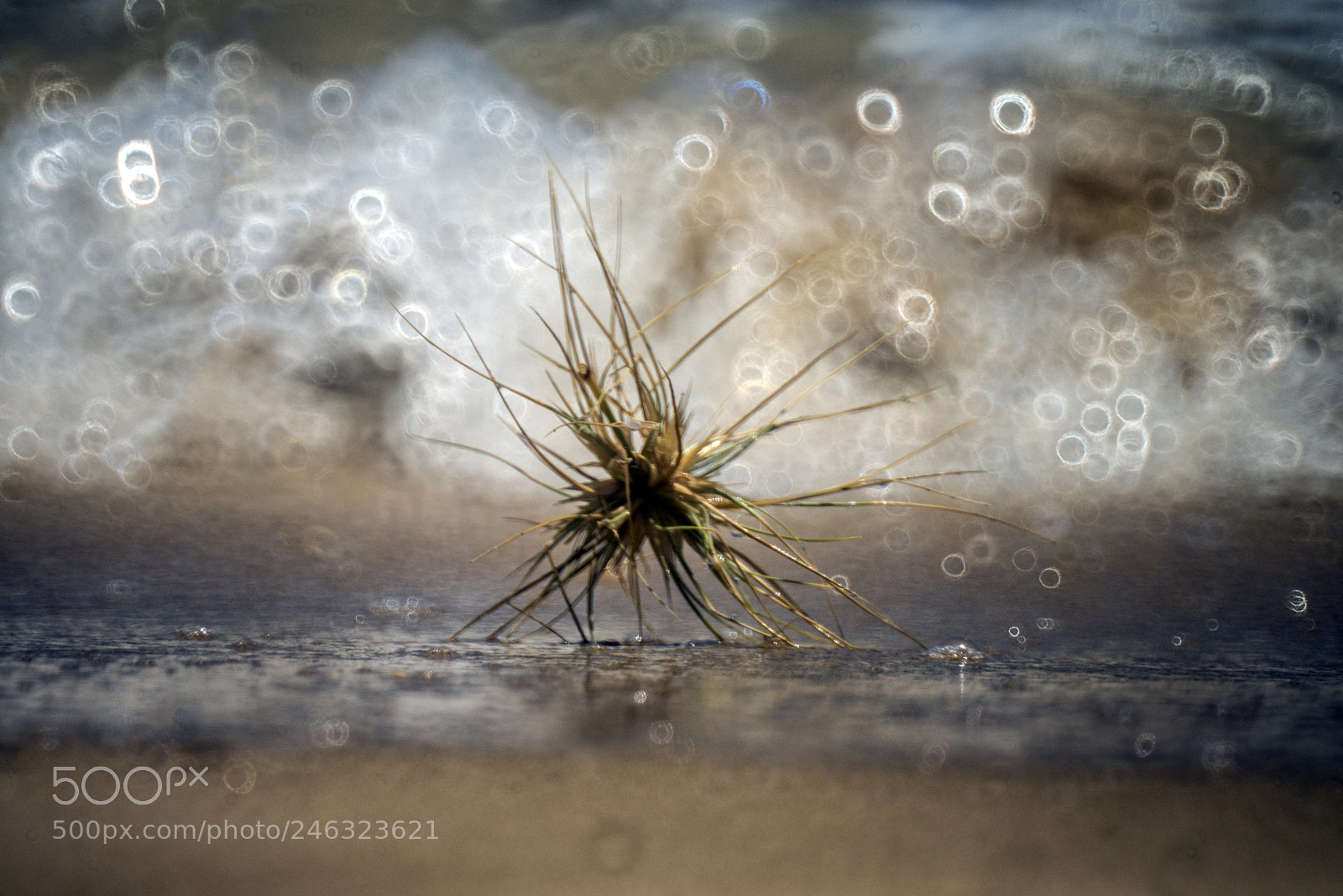 Nikon D610 sample photo. Tumbleweed photography