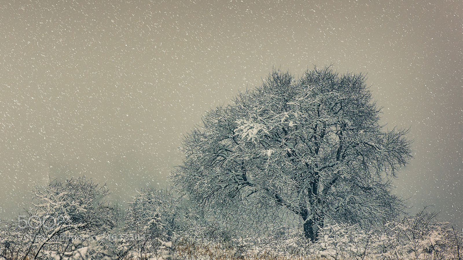 Nikon D7200 sample photo. Winter fairytale photography