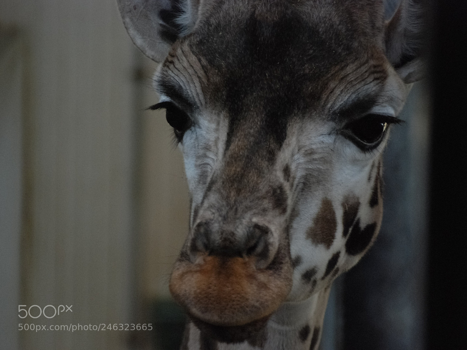 Nikon D80 sample photo. So cute giraffe photography