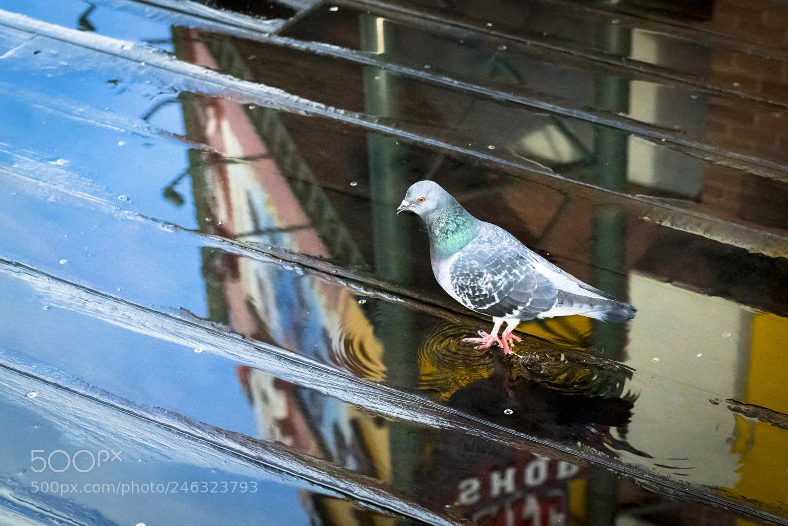 Nikon D850 sample photo. Reflection photography