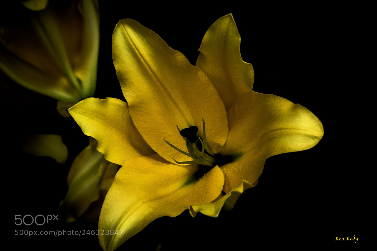 Canon EOS 7D Mark II sample photo. Asiatic yellow lily photography
