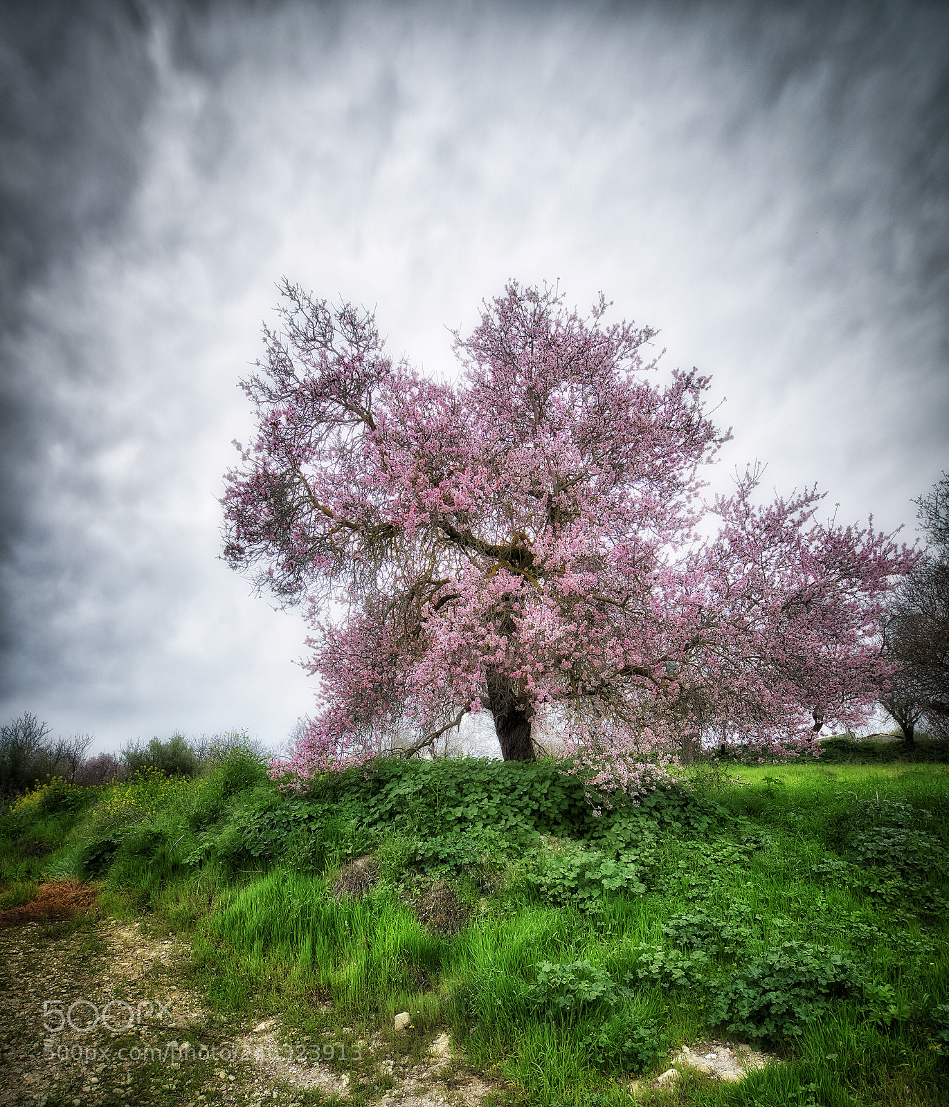 Nikon D800 sample photo. The old almond tree photography