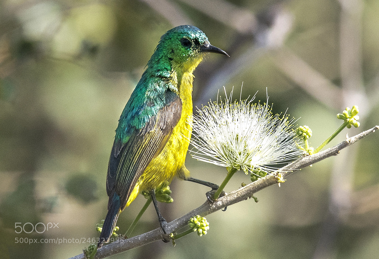 Nikon D810 sample photo. Collared sunbird (female) photography