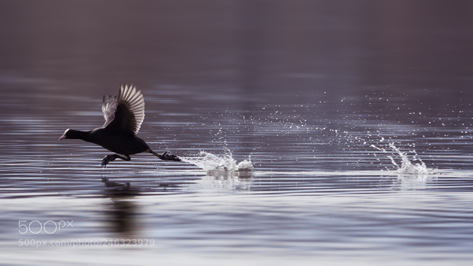 Nikon D810 sample photo. Running bird silhouette panning photography