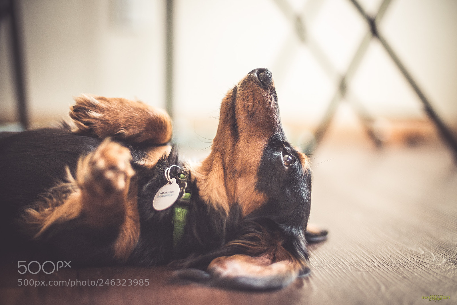 Sony a7R III sample photo. Gunner - basking in photography