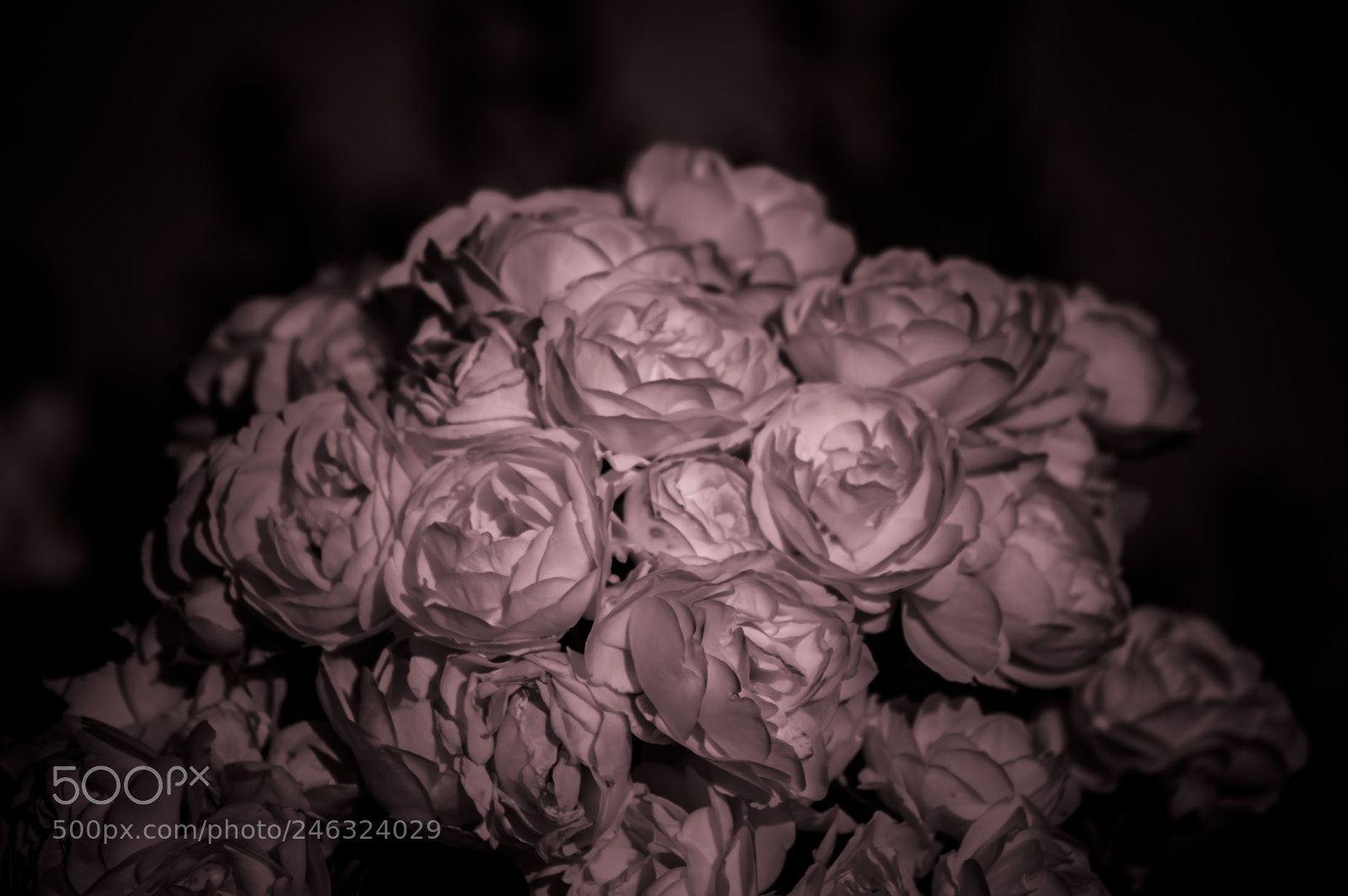 Nikon D3200 sample photo. Flores photography
