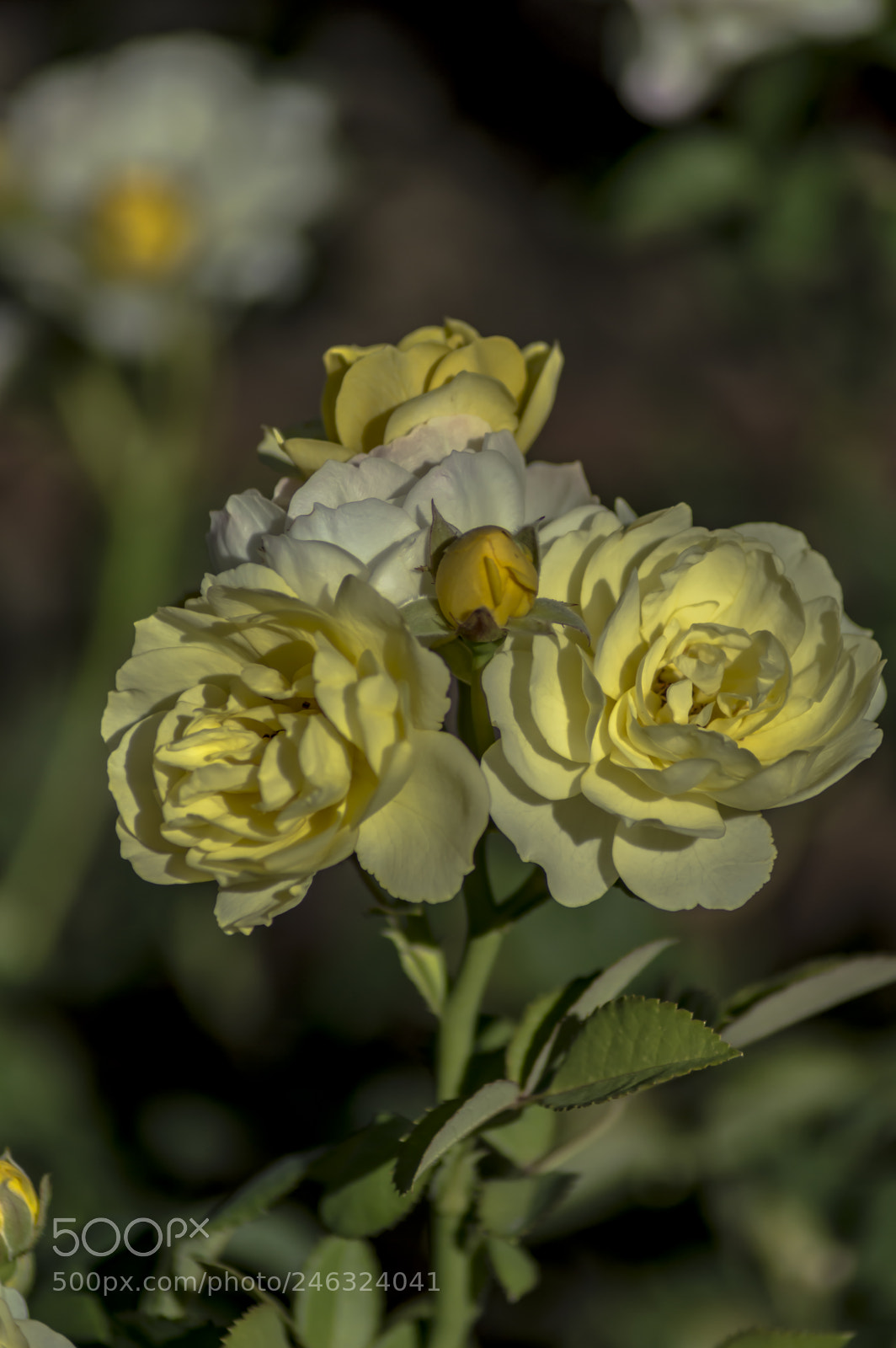 Nikon D3200 sample photo. Flores photography