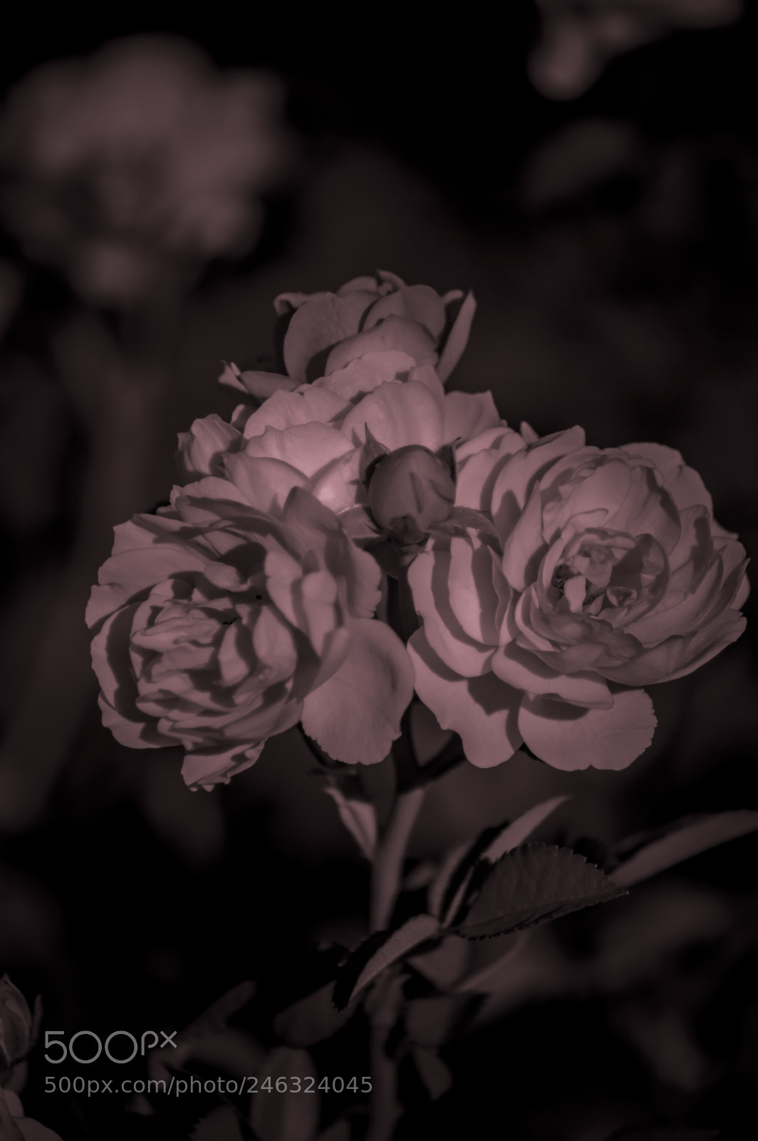 Nikon D3200 sample photo. Flores photography