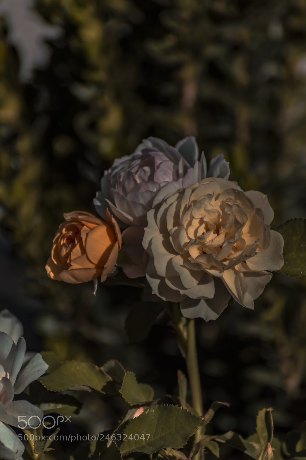 Nikon D3200 sample photo. Flores photography