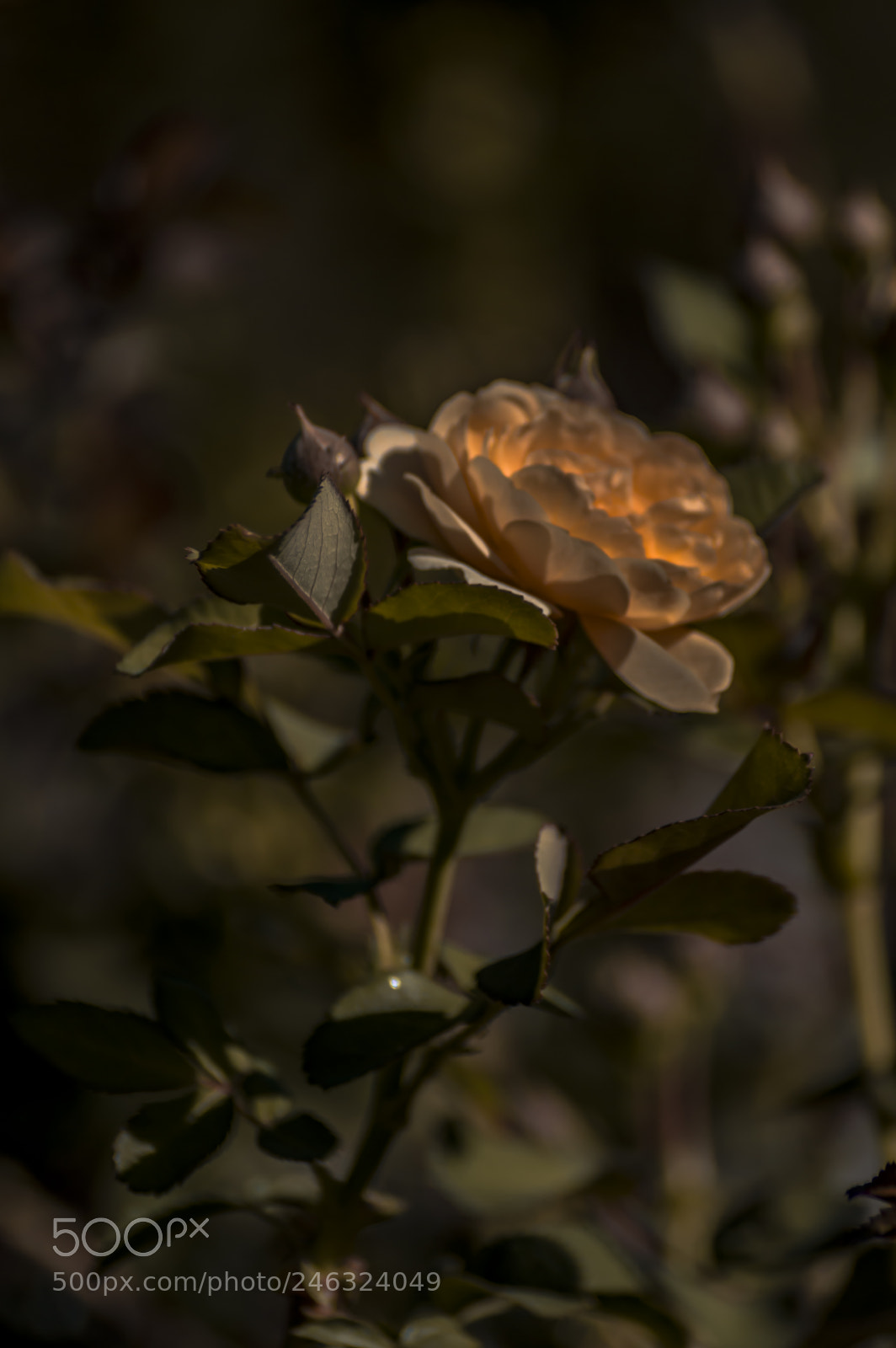 Nikon D3200 sample photo. Flores photography